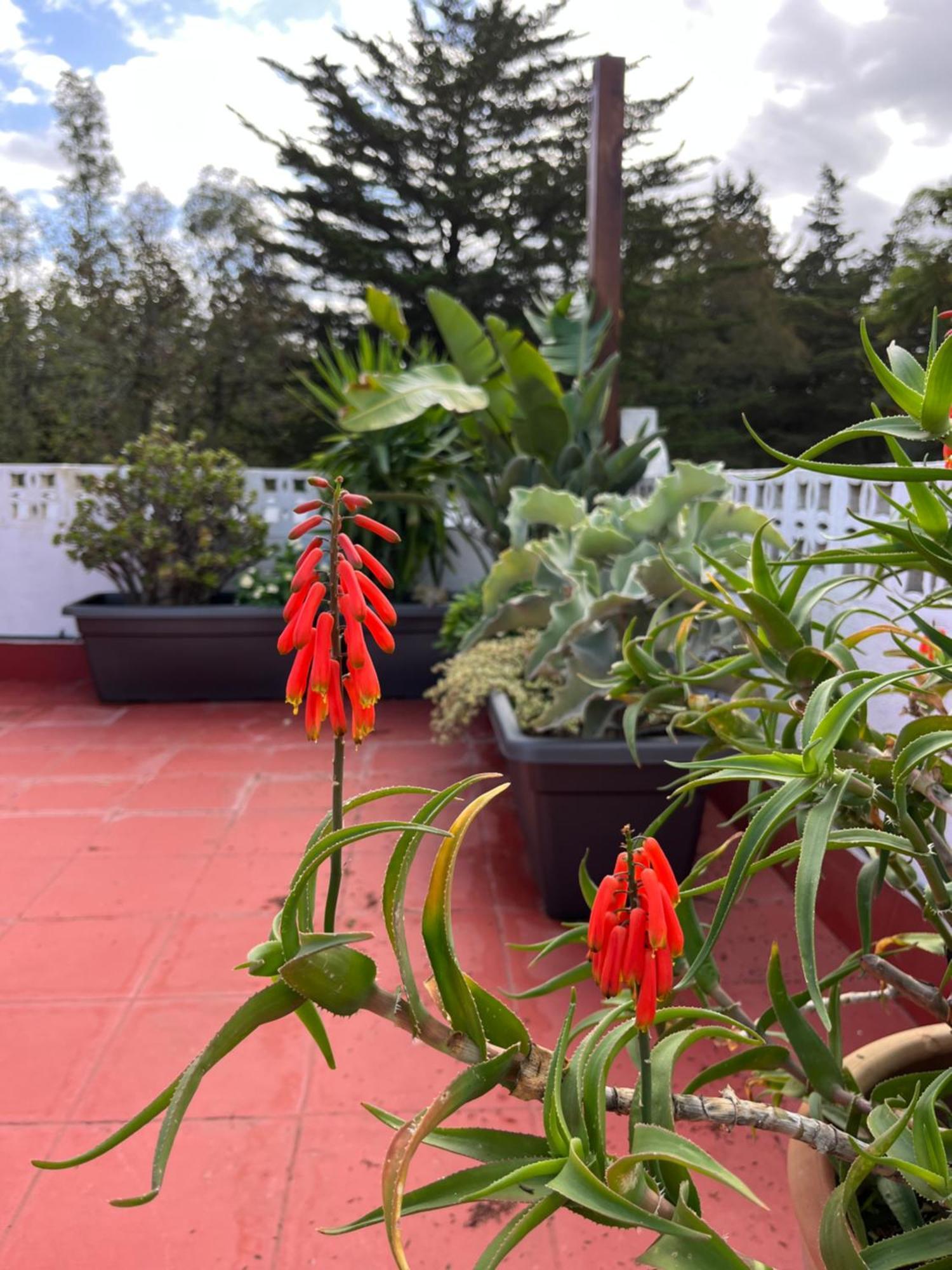 Arriba Stijlvol Appartement Met Zwembad En Tuin 科尼尔-德拉弗龙特拉 外观 照片